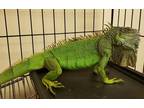 Adopt Harrison a Iguana / Mixed reptile, amphibian, and/or fish in Westland