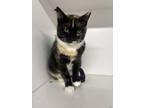 Adopt Angie a Calico / Mixed (short coat) cat in Pittsfield, IL (38965028)