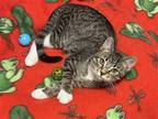 Adopt Wadsworth a Brown Tabby Domestic Shorthair / Mixed (short coat) cat in