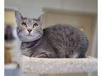 Adopt Kelsi a Domestic Shorthair / Mixed (short coat) cat in Fremont