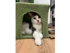 Adopt Capi a Domestic Shorthair / Mixed cat in New York, NY (38959436)