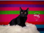 Adopt Ali a All Black Domestic Shorthair / Mixed cat in Salt Lake City