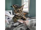 Adopt Tesla a Brown Tabby Domestic Shorthair / Mixed (short coat) cat in
