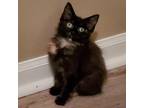 Adopt Hazel a Domestic Mediumhair / Mixed cat in Spring Hill, KS (38964332)