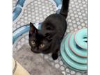 Adopt Zippy a All Black Domestic Shorthair / Mixed cat in Washington