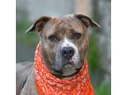 Adopt Sakura a American Pit Bull Terrier / Mixed dog in Vallejo, CA (38953105)