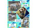 Adopt Terry a White Jack Russell Terrier / Mixed dog in Caldwell, TX (38963663)
