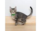 Adopt Vino C13670 a Brown or Chocolate Domestic Shorthair / Mixed cat in