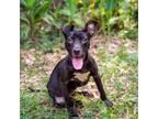 Adopt Tropicana a Black American Staffordshire Terrier / Mixed dog in