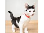 Adopt Cheddar C13542 a White Domestic Shorthair / Mixed cat in Minnetonka