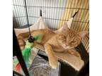 Adopt Dorito a Orange or Red Domestic Shorthair / Mixed cat in Normal
