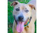 Adopt Max a American Pit Bull Terrier / Mixed dog in Oakland, CA (38941730)