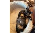 Adopt Cher - In Foster a Domestic Shorthair / Mixed cat in Birdsboro