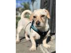 Adopt Chewy a Tan/Yellow/Fawn Terrier (Unknown Type, Medium) / Mixed dog in