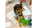 Adopt Sissy a Australian Cattle Dog / Hound (Unknown Type) / Mixed dog in