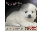 Adopt Peony 7849 7845 a White - with Tan, Yellow or Fawn Pomeranian / Mixed dog
