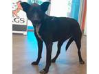 Adopt Harmony a Black Cattle Dog / Mixed dog in Westminster, CA (38963901)