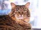 Adopt JOELLA a Brown or Chocolate Domestic Mediumhair / Mixed (medium coat) cat
