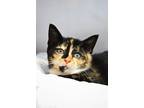 Adopt Marceline a Domestic Shorthair / Mixed cat in Indiana, PA (38917575)