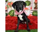 Adopt Thomas a Black Labrador Retriever / Mixed dog in Yuma, AZ (38920569)