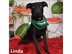 Adopt Linda a Black Labrador Retriever / Mixed dog in Yuma, AZ (38920568)