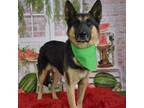 Adopt Stan a Black German Shepherd Dog / Mixed dog in Yuma, AZ (38920565)