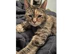 Adopt Jane a Tortoiseshell Tabby (short coat) cat in Fairborn, OH (38962717)