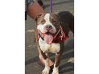 Adopt Banjo (FOSTER NEEDED) a White American Pit Bull Terrier / Mixed dog in
