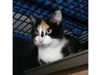 Adopt Vee a Calico or Dilute Calico Calico (short coat) cat in Fairborn