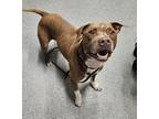Adopt Dune a American Pit Bull Terrier / Mixed dog in Escondido, CA (38962693)