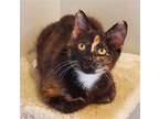 Adopt Bonfire a Calico or Dilute Calico Calico / Mixed (short coat) cat in