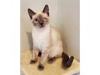 Adopt Iris a Siamese / Mixed (short coat) cat in O'Fallon, MO (38962622)