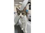 Adopt Zippy a White (Mostly) American Shorthair / Mixed (short coat) cat in