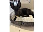 Adopt Theia - Located in CA a Black Belgian Malinois / Mixed dog in Imlay City