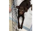Adopt Hershey a Doberman Pinscher / Retriever (Unknown Type) / Mixed dog in