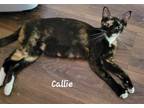 Adopt Callie a Domestic Shorthair / Mixed cat in Battle Ground, WA (38961215)