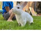 Adopt Hoppenheimer a American / Mixed rabbit in Abbotsford, BC (38959680)