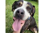 Adopt Baja Blast a Pit Bull Terrier / Mixed dog in Lexington, KY (38962007)