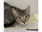 Adopt Sandy a Domestic Mediumhair / Mixed cat in Napa, CA (38962000)