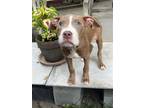 Adopt Mayweather a Tan/Yellow/Fawn American Pit Bull Terrier / Mixed dog in