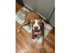 Adopt Mike a Red/Golden/Orange/Chestnut American Pit Bull Terrier / Mixed dog in