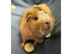 Adopt Marcus *bonded With S'More* a Guinea Pig small animal in Sheboygan