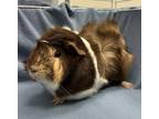 Adopt S'More *bonded With Marcus* a Guinea Pig small animal in Sheboygan