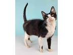 Adopt Devon a Black & White or Tuxedo Domestic Shorthair / Mixed (short coat)