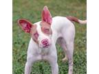 Adopt Stetson a White - with Tan, Yellow or Fawn Pit Bull Terrier / Mixed dog in