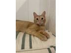 Adopt Joe Purrow a Orange or Red Domestic Shorthair cat in Dayton, OH (38961203)