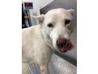 Adopt Brandy a White Husky / Mixed dog in Fort Worth, TX (38961061)