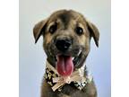 Adopt Raisin IN LA!! a Brown/Chocolate - with Black Jindo / Spitz (Unknown Type