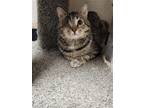 Adopt Lucky a Brown Tabby Domestic Shorthair / Mixed (short coat) cat in Mission