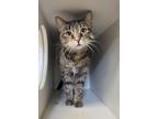 Adopt Cleo a Domestic Shorthair / Mixed cat in Stouffville, ON (38960932)
